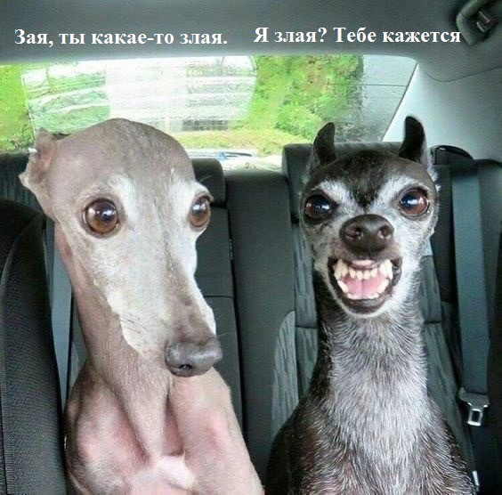 Веселое настроение в картинках (21.11.2025)