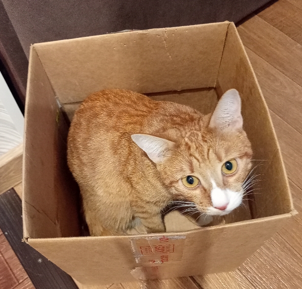 Продолжаем котовторник.