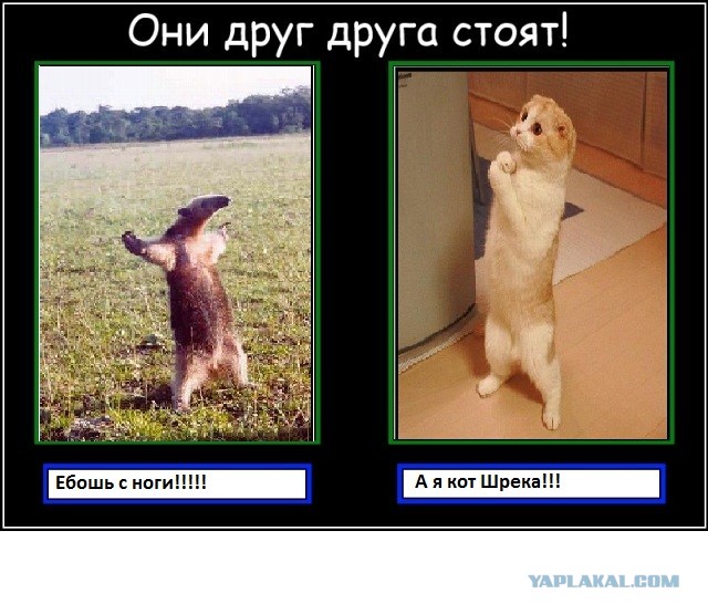 Они друг друга стоят!