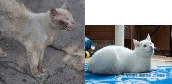Про спасенных котеек