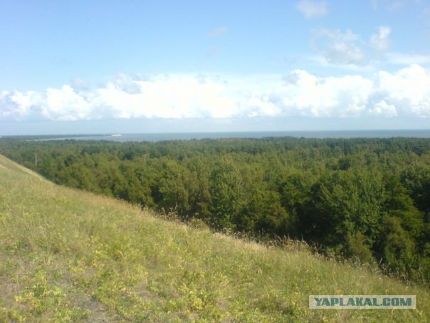 Танцующий (Пьяный) лес