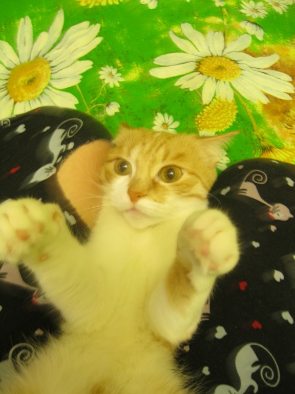 Котовторник 4.02.2014