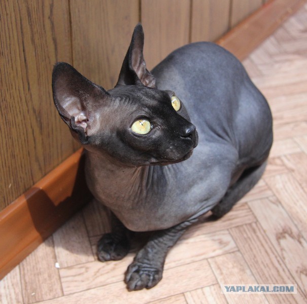 Котовторник 22.07.14