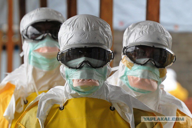 10 фактов про вирус эбола
