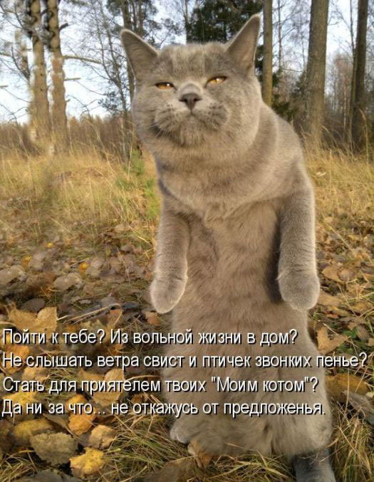 Краткий курс истории России в котиках