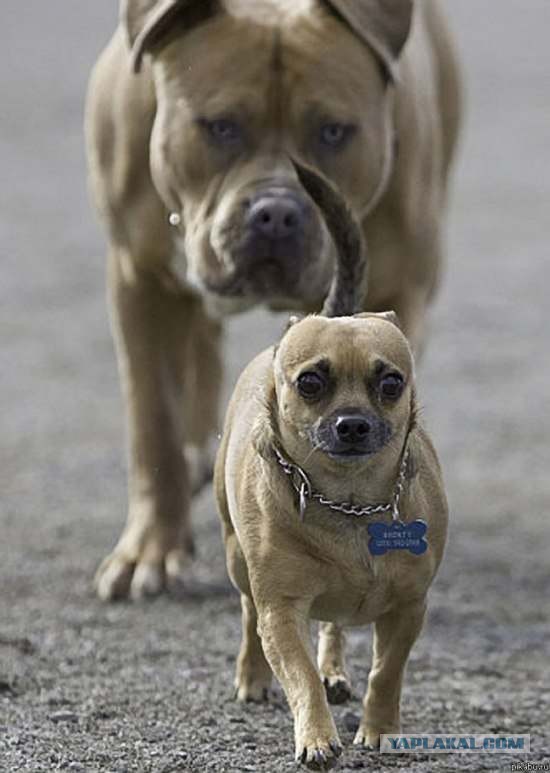 Собакочетверг же, ау!