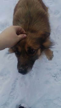 Поможем собачке ? 2