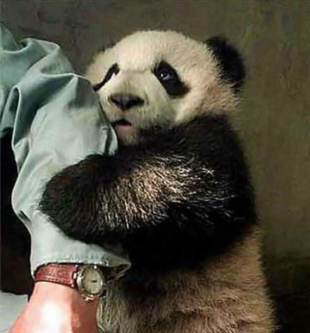 Михаилу Саакашвили светит пожизненное...