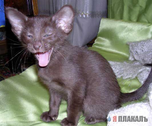 Котята