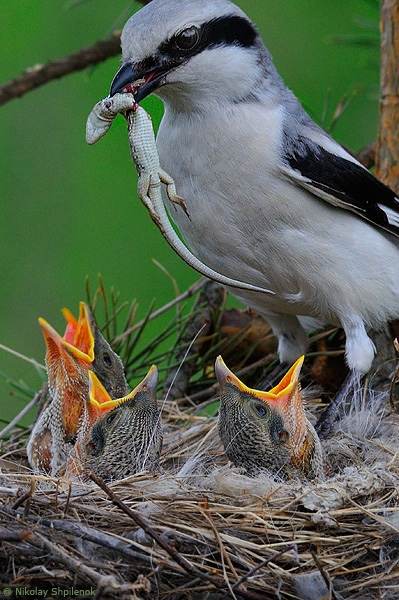 Скоро во всех гнёздах страны!... и не только