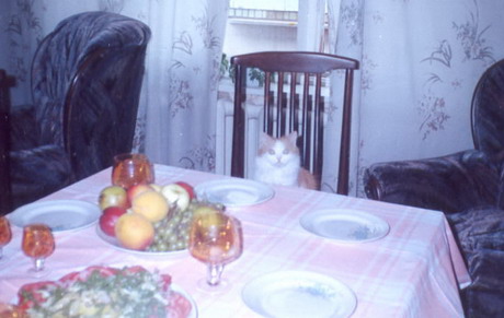 Зимний котомёт