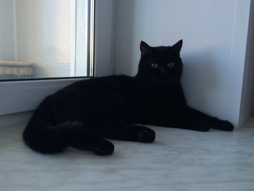 Котовторник 13.09.2016