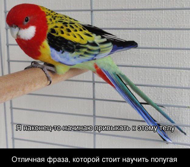 Дурацкие картинки
