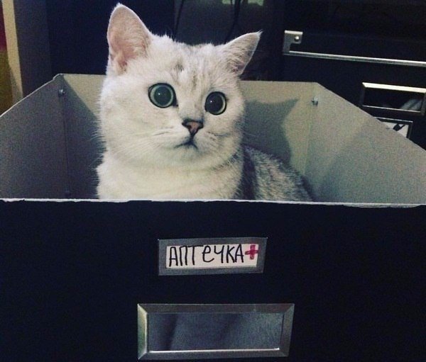 Коты из сети