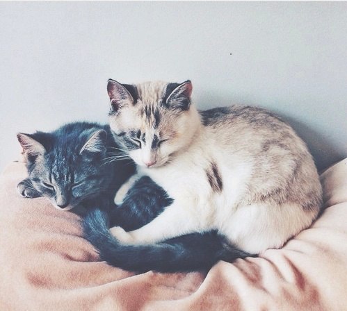 Коты из сети