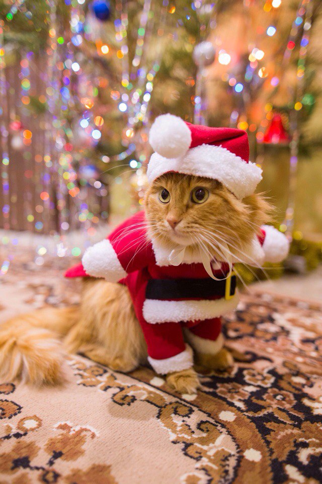 Коты из сети