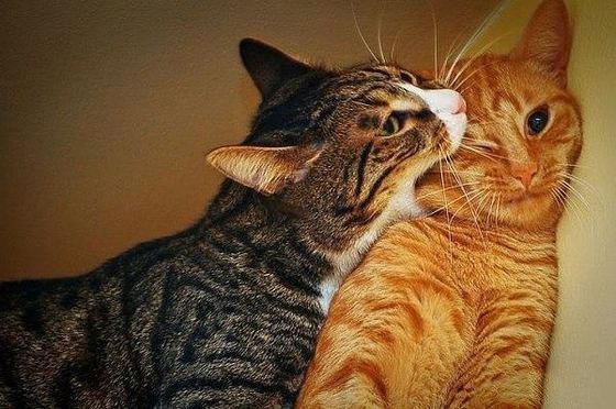 Коты и Кошки