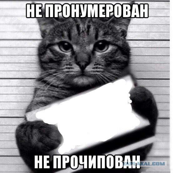 Регистрация домашних животных станет платной и обязательной