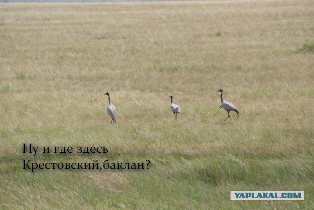 Беседка ФиС ЯПа 3