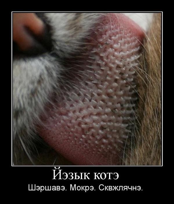 Из инэта, всякое