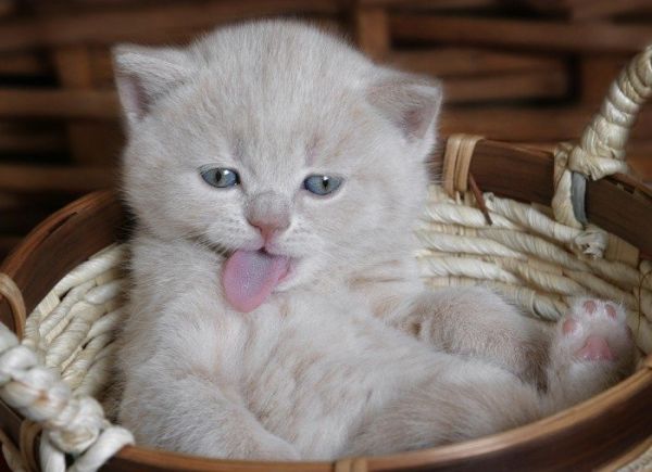 Прикольные коты на среду! ОЧЕНЬ МНОГО!