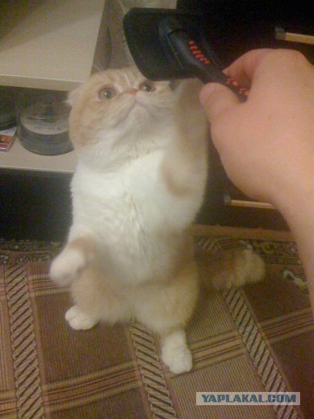 Распорядок кота на неделю