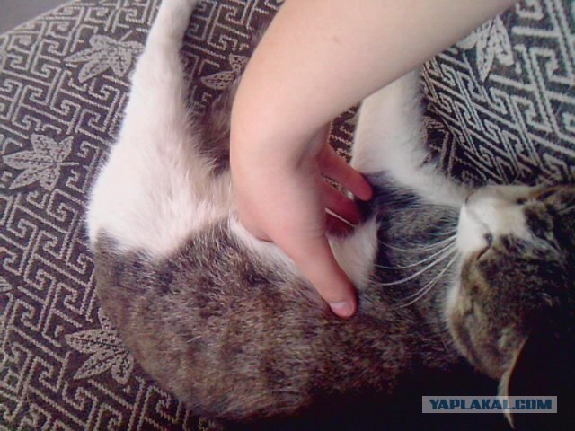 Профессиональный котовторник