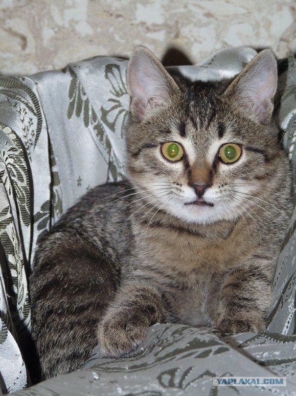 Котовторник 10. 07. 2012