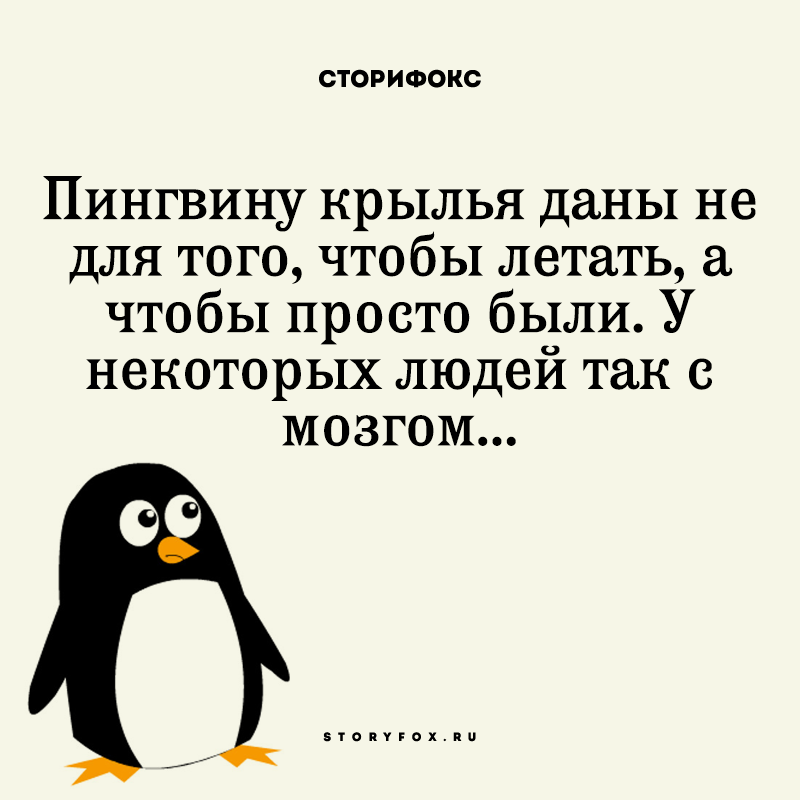Пингвины это ласточки которые ели после 18 00 картинка