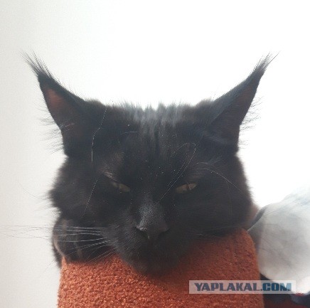 Котовторник 20.10.20
