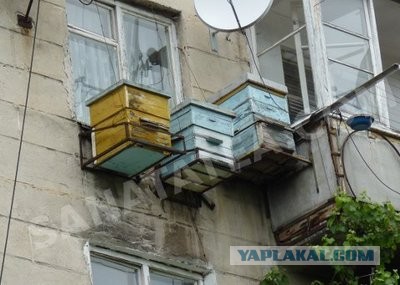 Новые безумные правила содержания пчёл