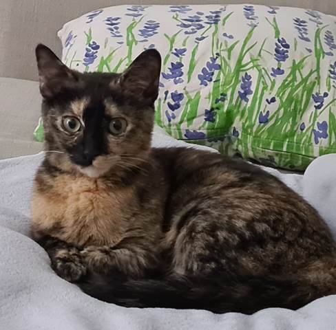 Котовторник же!