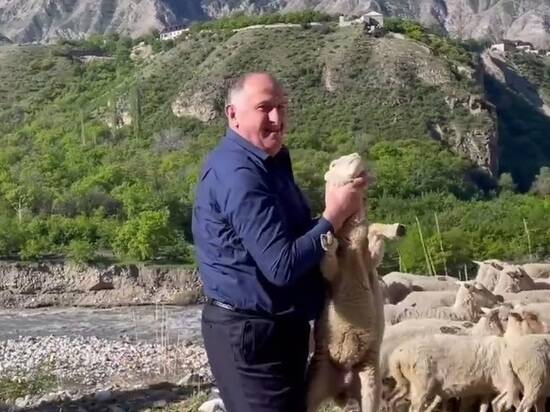 Премьер Дагестана схватил и поцеловал ягненка во время перегона скота