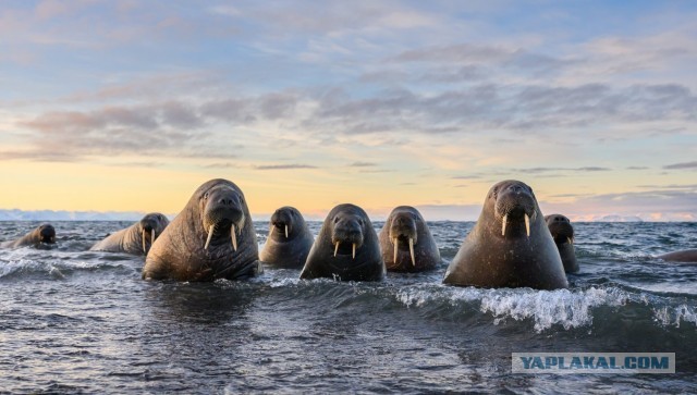 Снимки финалистов конкурса Nikon Comedy Wildlife Awards 2026