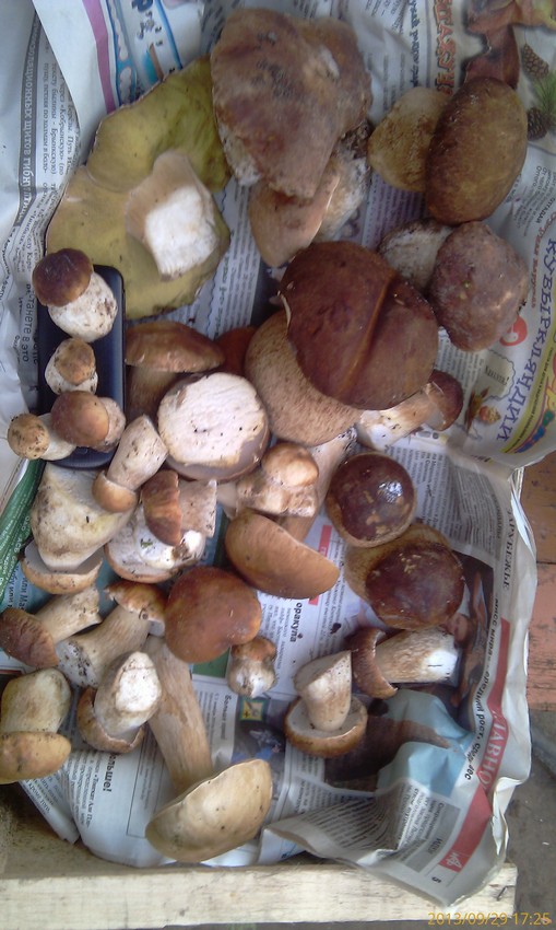 Грибной рай