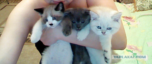 Котовторник 15.07.2014.