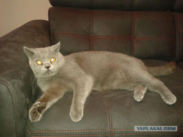 Котовторник 09.09.2014