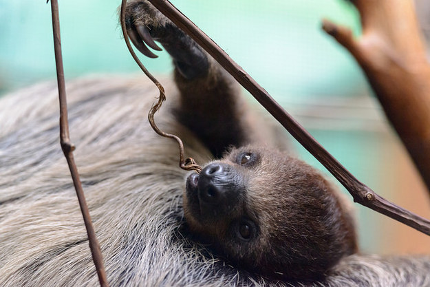 17 удивительных фактов о ленивцах