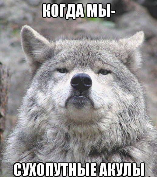 Придет серенький волчок