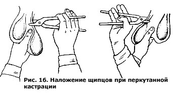 Полиция Берлина ответила на новости об изнасилован