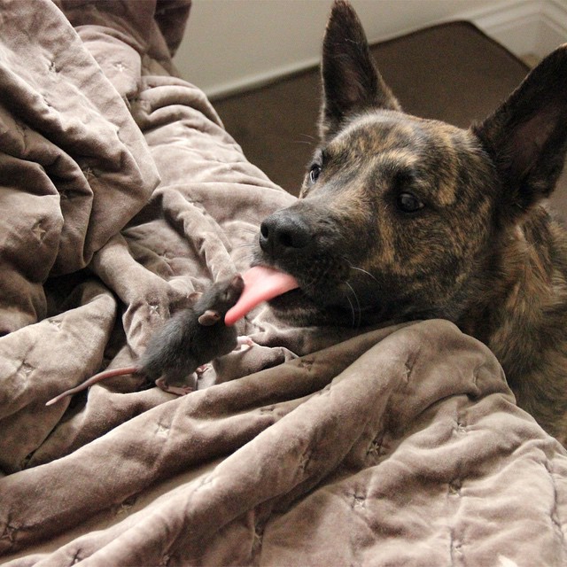 Пёс и Крыс - Неразлучные Друзья