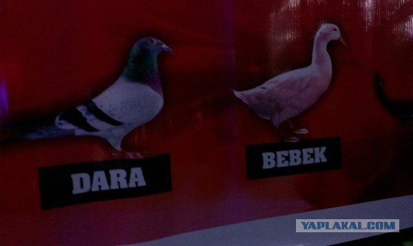 Ломбок — дешевый туристический остров в Индонезии