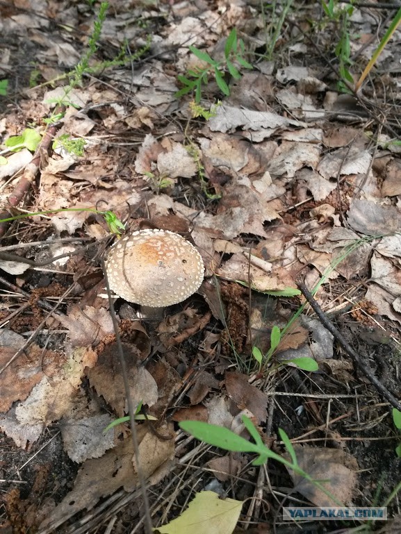 Первые грибы в мае