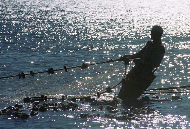 Служебные коты