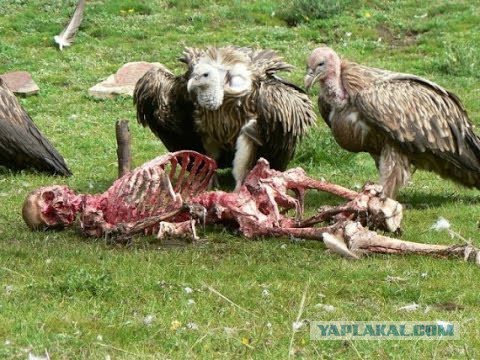 Кошка на похоронах хозяина