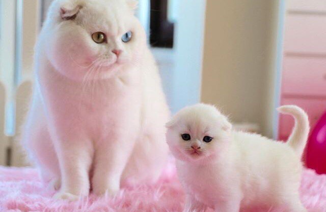 Коты и Кошки