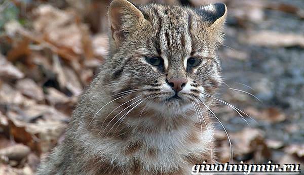 Дальневосточный лесной кот повадился охотиться на кур и попал в капкан, но люди поступили неожиданно…