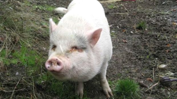 Защитники животных в гневе. Хозяева злодейски съели свинку, взятую из приюта, и закон не в силах их наказать