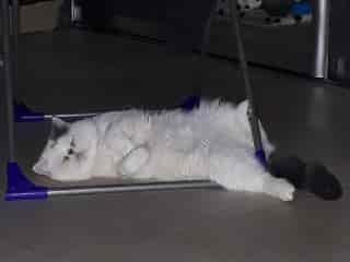 Котовторник 20.03.2018