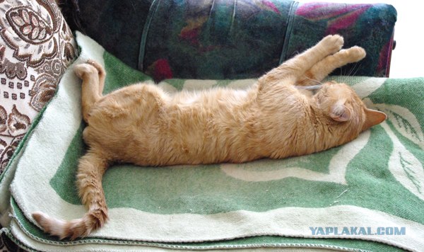 Котопятница